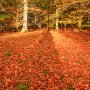 Cawdor Woods